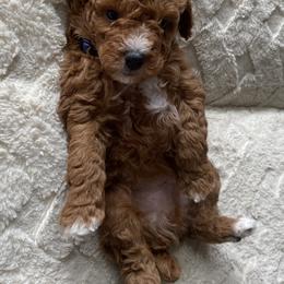 Goldendoodle and Poodle Puppies from Mustanghills Doodles and Poodles