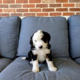 Turnip - Tri-color male Bernedoodle puppy in Gilbert, Arizona from San Tan Doodles