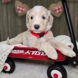Ash - Apricot male Goldendoodle puppy in Woodburn, Indiana from DNLS Doodle Puppies