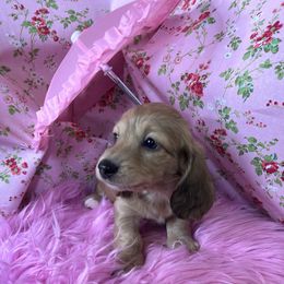 Harper - Red female Dachshund puppy in Somerset, Pennsylvania from Rae’s Dapper Dachshunds