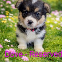 Dove - Black and tan female Pembroke Welsh Corgi puppy in Berkeley Springs, West Virginia from Hummingbird Farm