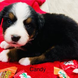 Candy OFA - female Bernese Mountain Dog puppy in Strasburg, Ohio from Lois Allison