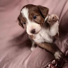 Bernedoodle, Bordoodle, and Golden Retriever Puppies from Golden Light Puppies