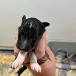 Brown - Black and white male Shetland Sheepdog puppy in Fontanelle, Iowa from Jensen Farms Shelties