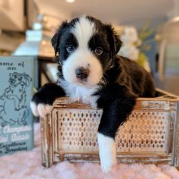 Boy 2 - Black & white male Miniature Australian Shepherd puppy in Florida from All Champions Mini Aussies & ABW Great Danes