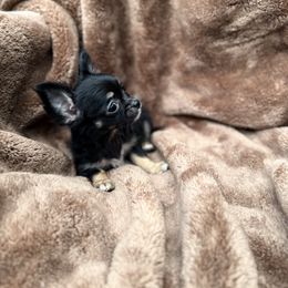 Ruby - Black female Chihuahua puppy in Brooklyn, New York from Cuties 4 You