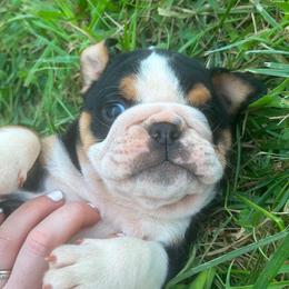 Romeo - Black tri-color male Bulldog puppy in Ranson, West Virginia from EMR’s Bulldogs