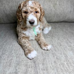 Pumpkin - Apricot male Goldendoodle puppy in Lamar, Colorado from Jozlyn’s Pups