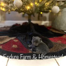 Truffles - Blue and tan female Pomeranian puppy in Plantersville, Texas from Endure Farm Inc