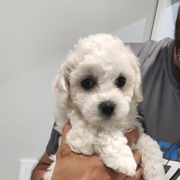 Bichon Frise Puppies from Waterloo Bichons AKC
