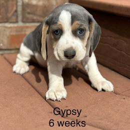 Gypsy AKC - Blue tan and white female Beagle puppy in Rogersville, Missouri from Hales Little Beagle Haven