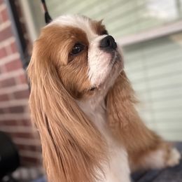 Posey - Cavalier King Charles Spaniel