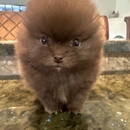 Bella - Chocolate Pomeranian puppy in Scottsdale, Arizona from Baby Bear Poms