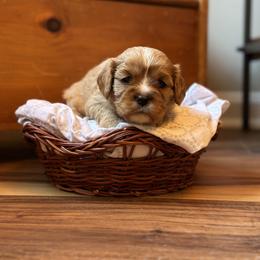 Cavalier King Charles Spaniel and Cavapoo Puppies from Cavaliers of Windsor