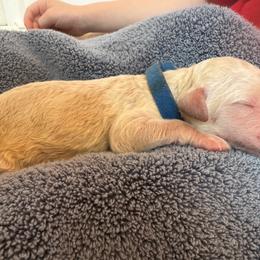 Royal blue - Cream male Poodle puppy in North Port, Florida from Desert in the South Standard Poodles