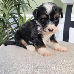 Romeo - Tri-color male Bernedoodle puppy in Holtwood, Pennsylvania from Country Ridge Puppies