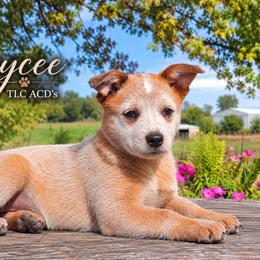 Jaycee - Red mottled female Australian Cattle Dog puppy in Chillicothe, Missouri from TLC Cattle dogs
