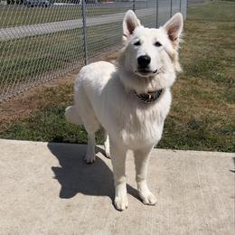 Ghost - German Shepherd