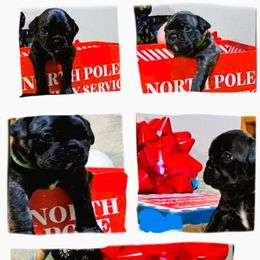 Boston Terrier and Pug Puppies from Easter Pugs&Bugs