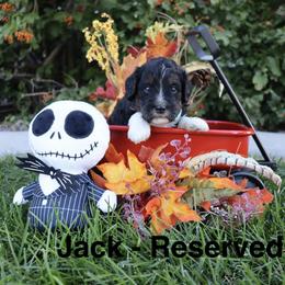 Jack - Black and white male Bernedoodle puppy in Helper, Utah from Doodle Love Utah