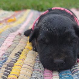 Anaheim - Black female Bouvier des Flandres puppy in Drury, Missouri from Black Bears Critters