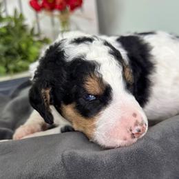 Girl 3 - female Poodle puppy in Middlebourne, West Virginia from El Silencio Standard Poodles