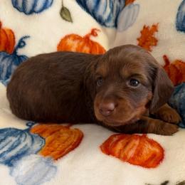 Waffle - Chocolate and tan male Dachshund puppy in Humphreys, Missouri from Foster’s Dachshunds