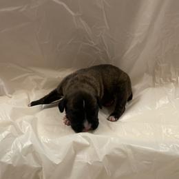 Lainey Wilson - Brindle female Boxer puppy in Willard, North Carolina from Boone’s Boxers of North Carolina