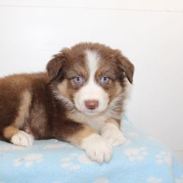 Jerome - Red tri-color male Australian Shepherd puppy in Honey Brook, Pennsylvania from New Adventures Puppies