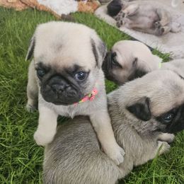 Fancy - Fawn female Pug puppy in Rutherfordton, North Carolina from Sweetie Pie Pugs