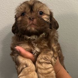 Boy 3 - Shih Tzu puppy from Bebe AKC Puppies