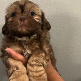 Boy 3 - Shih Tzu puppy from Bebe AKC Puppies