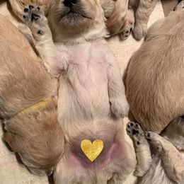 Bernedoodle and Goldendoodle Puppies from I Dream of Doodles