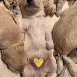 Bernedoodle and Goldendoodle Puppies from I Dream of Doodles