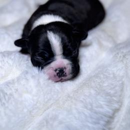 Boston Terrier Puppies from Frenchie & Terrier Paws