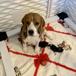 Beagle Puppies from Fuller Beagles
