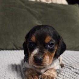 Cash - Blue tan and white male Beagle puppy in Bunch, Oklahoma from Julie’s Jewels Puppies