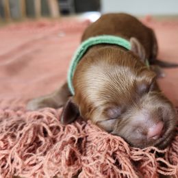 Aussiedoodle, Bernedoodle, and Goldendoodle Puppies from Doodle Paws Pups