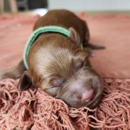 Aussiedoodle, Bernedoodle, and Goldendoodle Puppies from Doodle Paws Pups