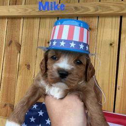Mike - Red male Cockapoo puppy in Connersville, Indiana from MoonShine Babies