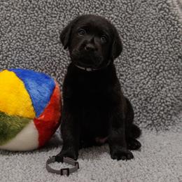 Labrador Retrievers from Tidal Retrievers
