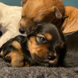 Companion Cross and Morkie Puppies from Little Wigglebottoms