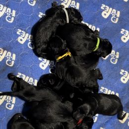 German Shepherd Puppies from Devon Rugerio's German Shepherds