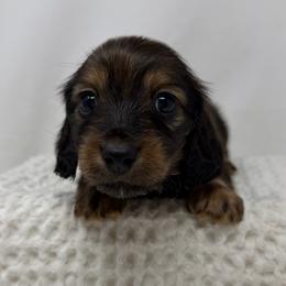 Lennon - Red male Dachshund puppy in Pulaski, Tennessee from Billboard Doxies