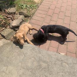 Dachshund Puppies from Barks and Burrows