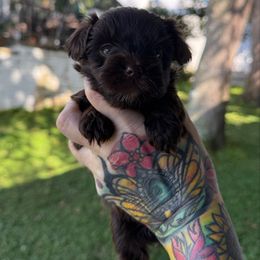 Girl 2 - Chocolate and tan female Yorkshire Terrier puppy in Debary, Florida from Behrens_Beauties