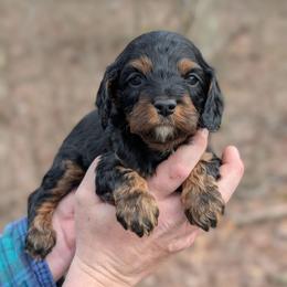 Peter - Black and tan male Cavapoo puppy in Coshocton, Ohio from Forever Family Puppies