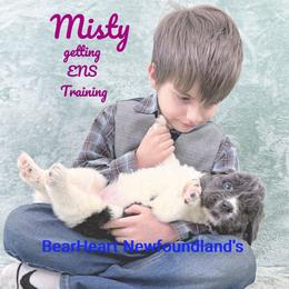Misty - White and gray female Newfoundland puppy in Cortez, Colorado from Bear Heart Newfoundlands, LLC