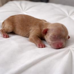 Girl 3 - Chocolate and tan female Yorkshire Terrier puppy in Selden, New York from Alisha's Yorkshire Terriers