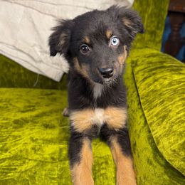 Suki - Black tri female Miniature American Shepherd puppy in Eugene, Oregon from AKC Emerald Valley Minis